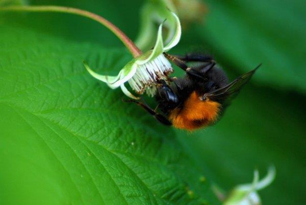 Kategoria: natura, Autor: Andrzej Wielosz, Zdj�cia s� w�asno�ci� ich autor�w. Wszelkie wykorzystanie zabronione.