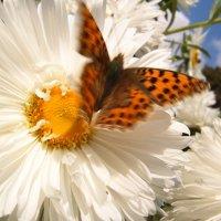 Kategoria: natura, Autor: Natalia Lipi�ska, Zdj�cia s� w�asno�ci� ich autor�w. Wszelkie wykorzystanie zabronione.