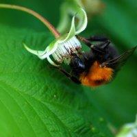 Kategoria: natura, Autor: Andrzej Wielosz, Zdj�cia s� w�asno�ci� ich autor�w. Wszelkie wykorzystanie zabronione.