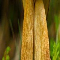 Kategoria: natura, Autor: Krzysztof Krzemie�, Zdj�cia s� w�asno�ci� ich autor�w. Wszelkie wykorzystanie zabronione.